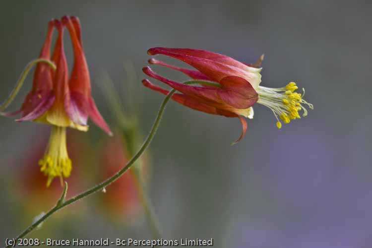 COLUMBINE CALLING